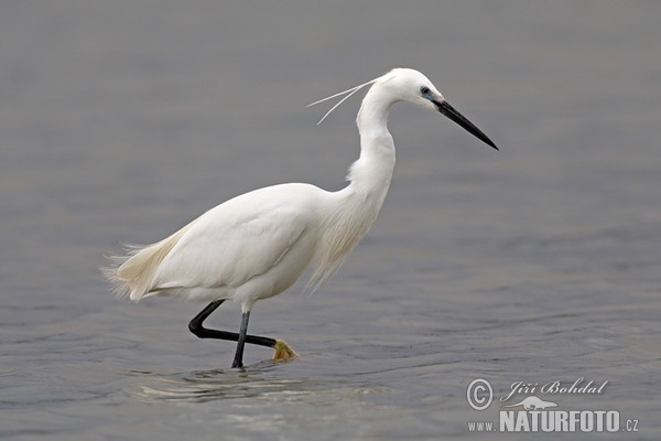 Seidenreiher (Egretta garzetta)