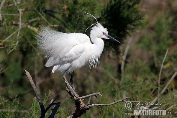 Seidenreiher (Egretta garzetta)