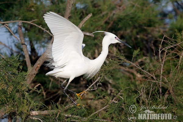 Seidenreiher (Egretta garzetta)