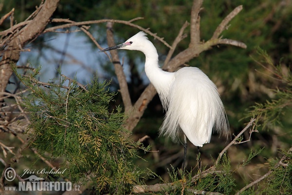 Seidenreiher (Egretta garzetta)