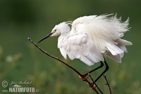 Seidenreiher (Egretta garzetta)