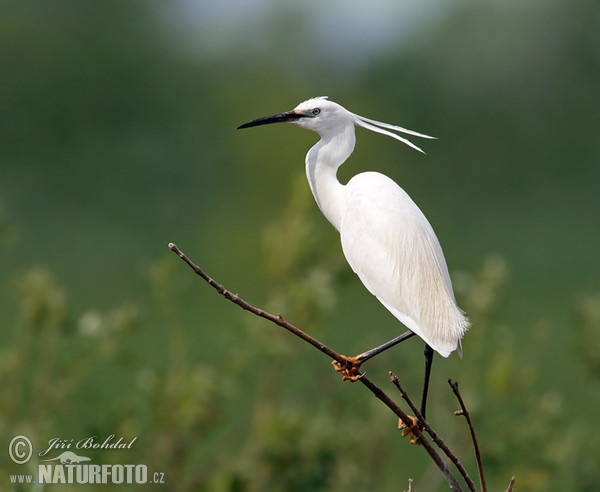 Seidenreiher (Egretta garzetta)