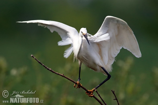 Seidenreiher (Egretta garzetta)