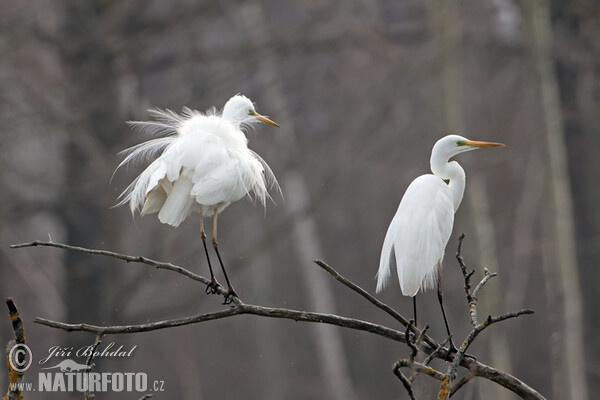 Seidenreiher (Egretta garzetta)