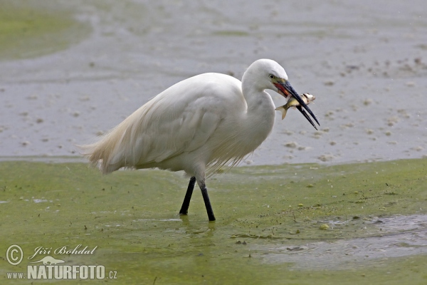 Seidenreiher (Egretta garzetta)