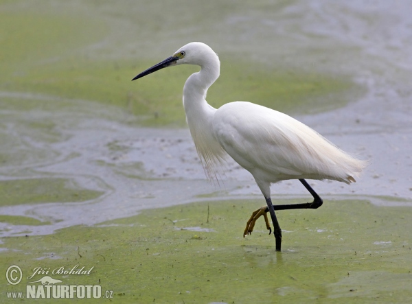 Seidenreiher (Egretta garzetta)