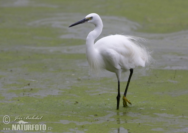 Seidenreiher (Egretta garzetta)