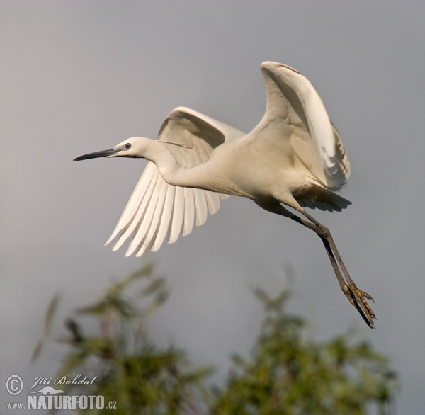 Seidenreiher (Egretta garzetta)