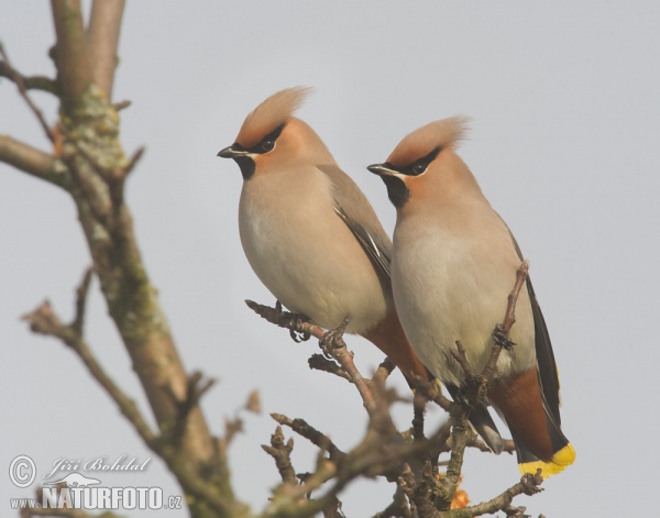 Seidenschwanz (Bombycilla garrulus)