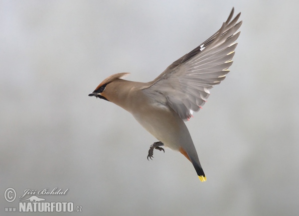 Seidenschwanz (Bombycilla garrulus)