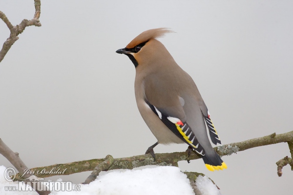 Seidenschwanz (Bombycilla garrulus)