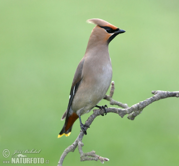 Seidenschwanz (Bombycilla garrulus)