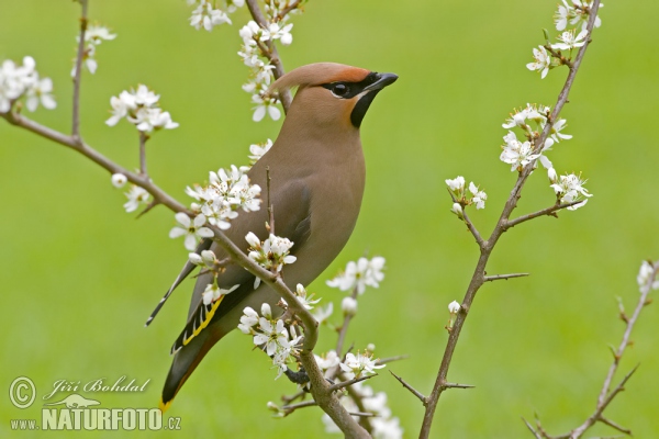 Seidenschwanz (Bombycilla garrulus)