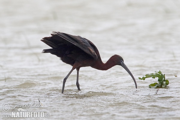 Sichler (Plegadis falcinellus)