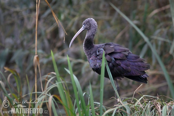 Sichler (Plegadis falcinellus)