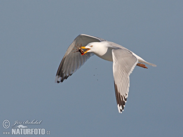 Silbermöve (Larus argentatus)