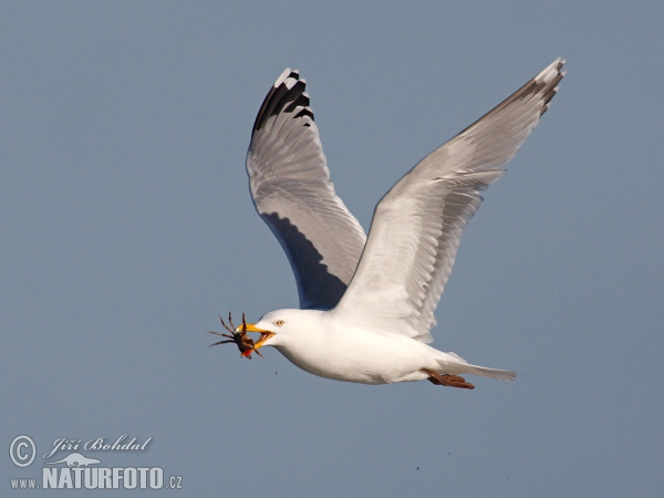 Silbermöve (Larus argentatus)