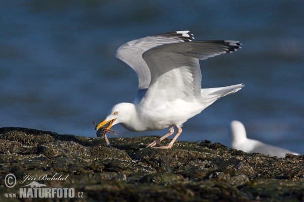 Silbermöve (Larus argentatus)