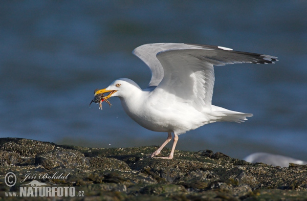 Silbermöve (Larus argentatus)