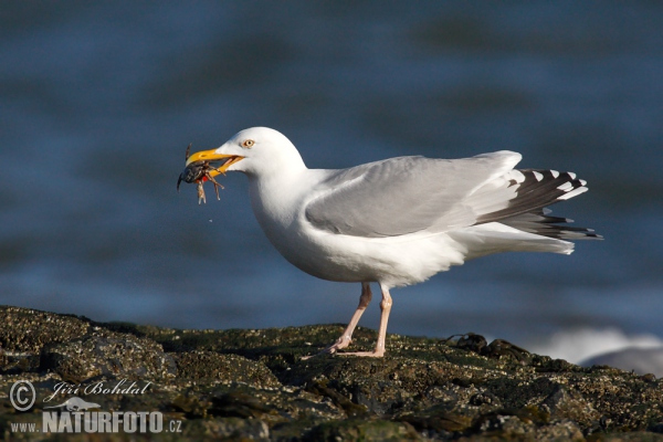 Silbermöve (Larus argentatus)