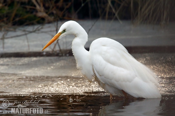 Silberreiher (Casmerodius albus)