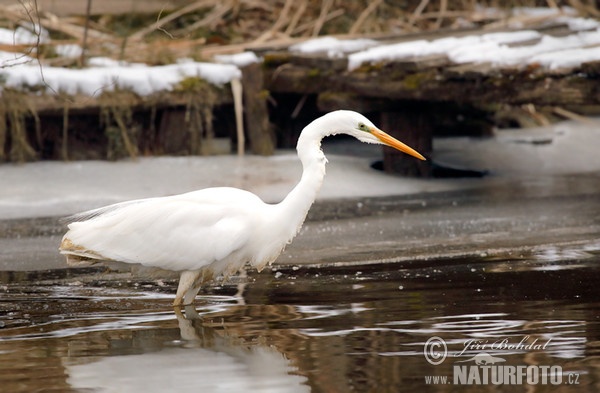 Silberreiher (Casmerodius albus)