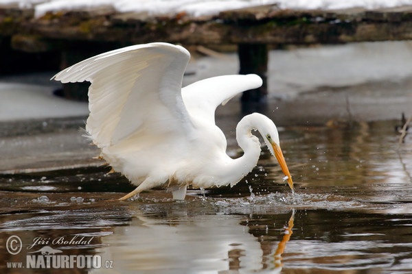 Silberreiher (Casmerodius albus)