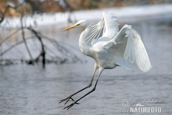 Silberreiher (Casmerodius albus)