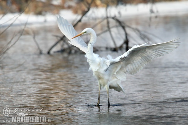 Silberreiher (Casmerodius albus)