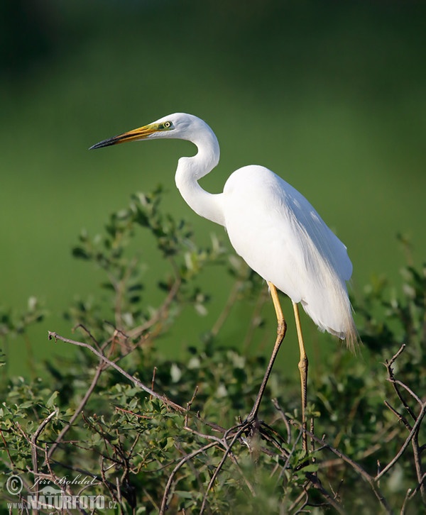 Silberreiher (Casmerodius albus)