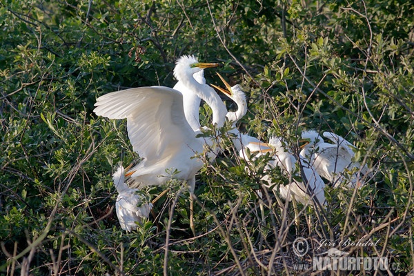 Silberreiher (Casmerodius albus)