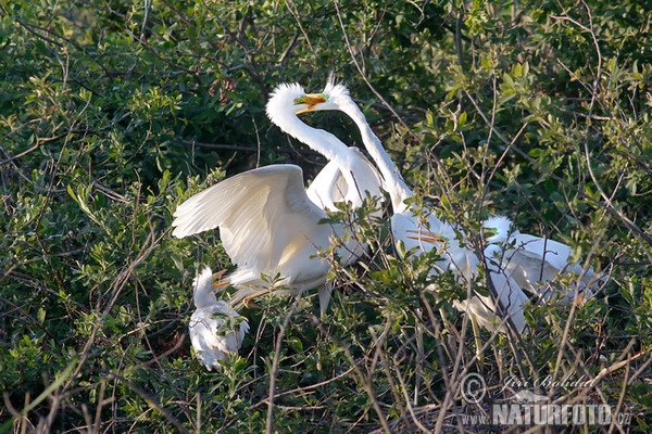 Silberreiher (Casmerodius albus)