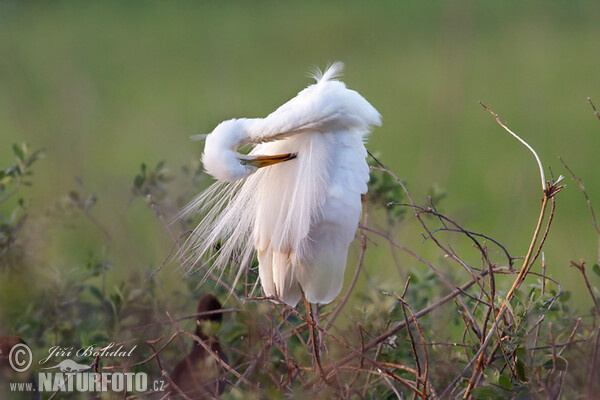 Silberreiher (Casmerodius albus)