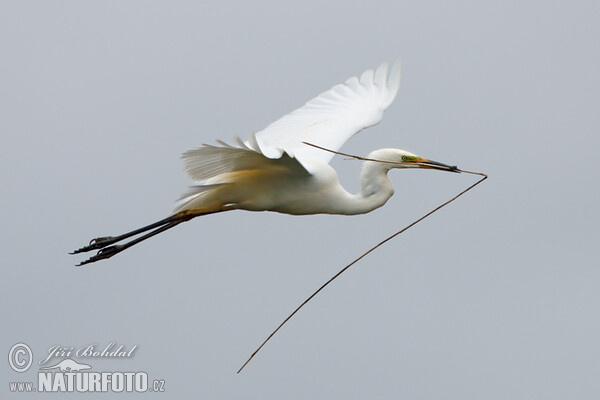 Silberreiher (Casmerodius albus)