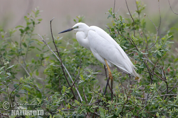 Silberreiher (Casmerodius albus)