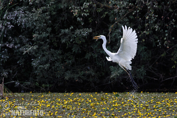 Silberreiher (Casmerodius albus)