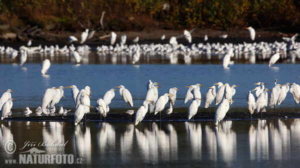 Silberreiher (Casmerodius albus)