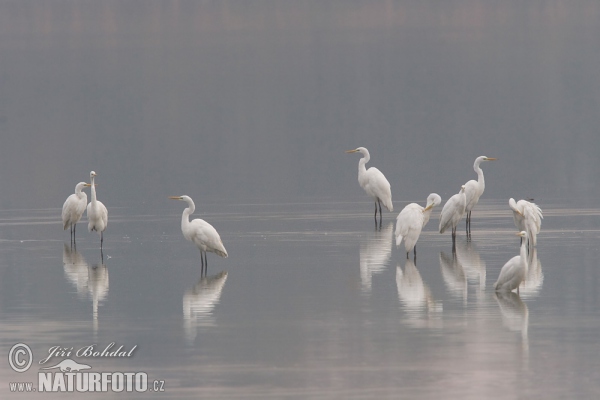 Silberreiher (Casmerodius albus)