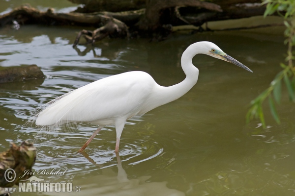 Silberreiher (Casmerodius albus)