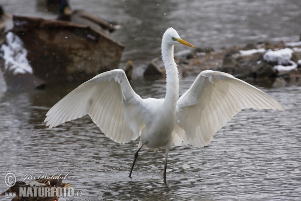 Silberreiher (Casmerodius albus)