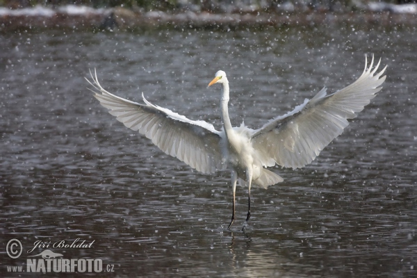 Silberreiher (Casmerodius albus)