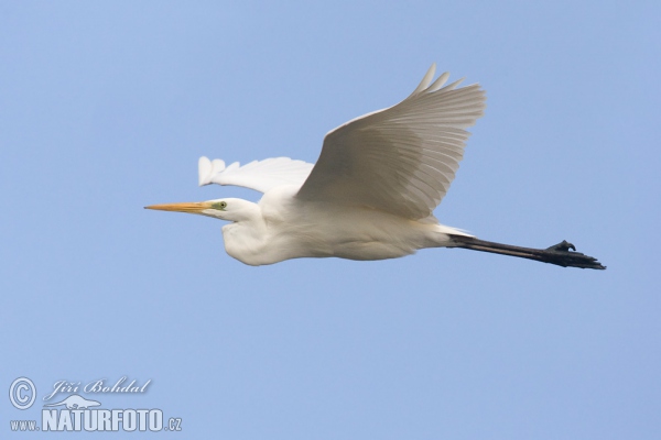 Silberreiher (Casmerodius albus)