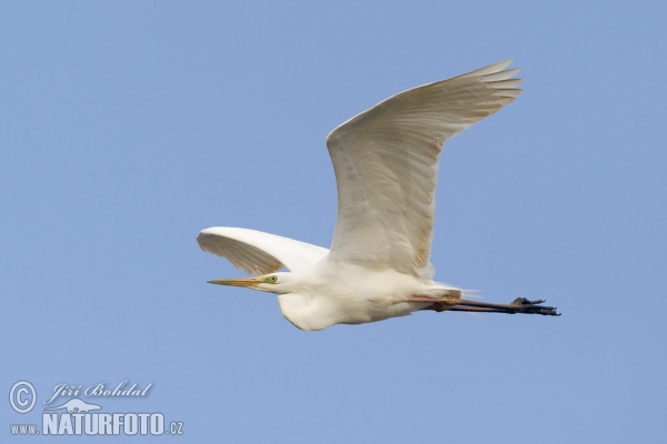 Silberreiher (Casmerodius albus)