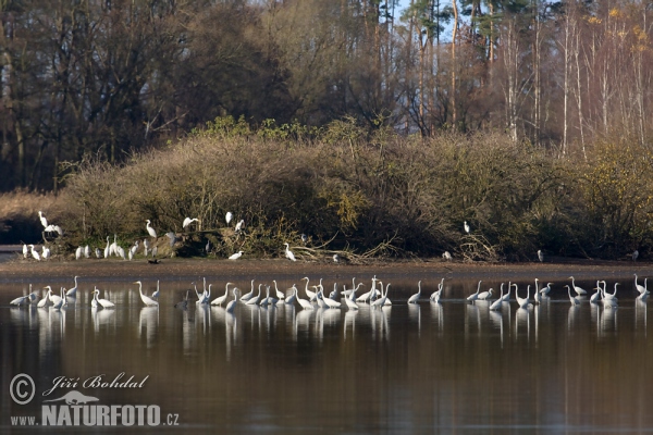 Silberreiher (Casmerodius albus)