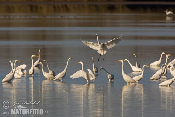 Silberreiher (Casmerodius albus)