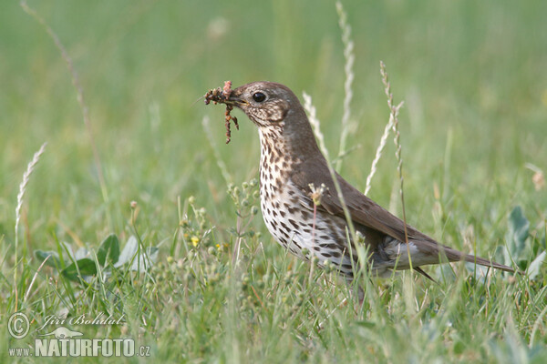 Singdrossel (Turdus philomelos)