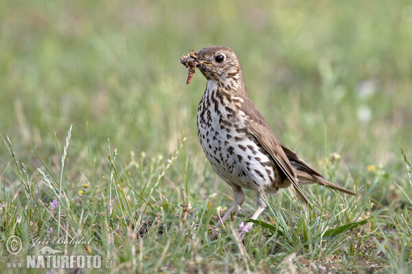 Singdrossel (Turdus philomelos)