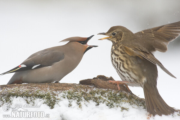 Singdrossel (Turdus philomelos)