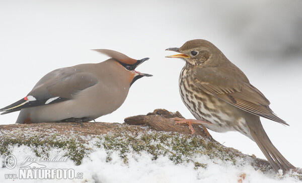 Singdrossel (Turdus philomelos)