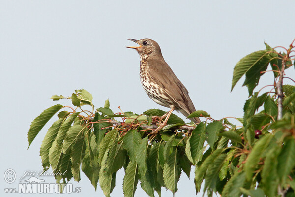 Singdrossel (Turdus philomelos)